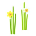 Daffodil. Yellow, orange spring flowers, green leaves on white background